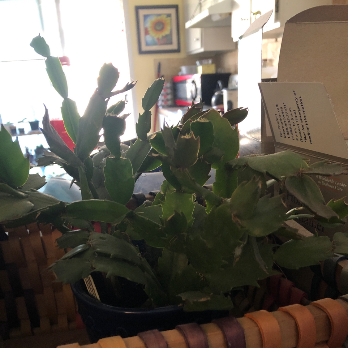 False Christmas Cactus plant photo by @Risaree1957 named Samantha on Greg, the plant care app.
