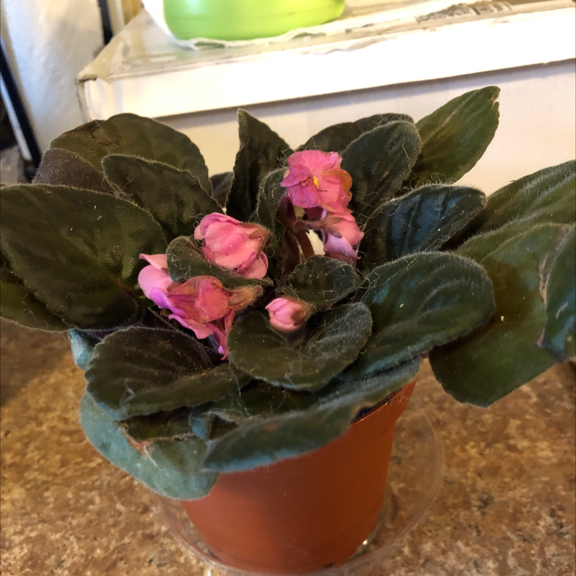 African Violet plant photo by @Risaree1957 named Kristin on Greg, the plant care app.