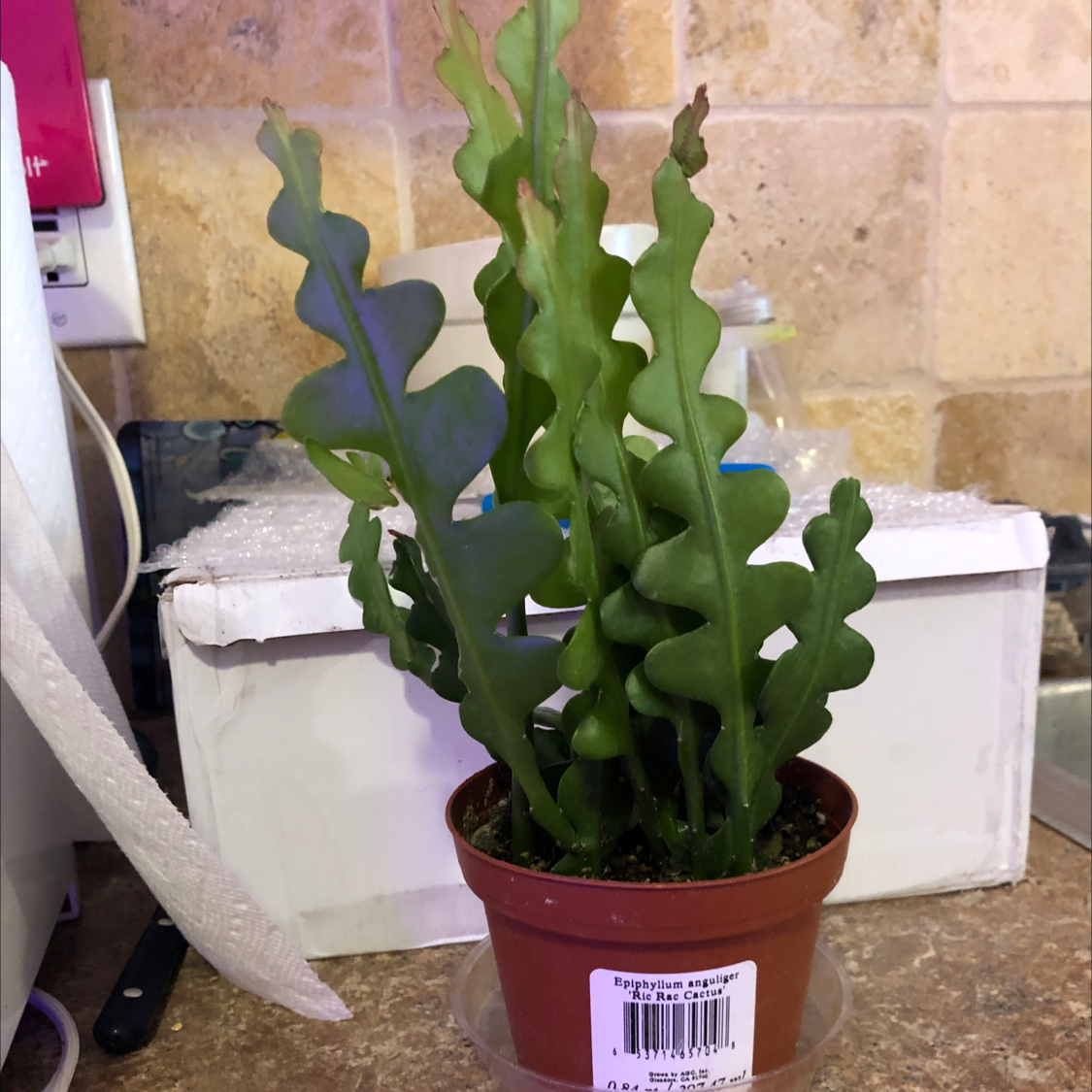 Photo of the plant species Fishbone Cactus by @Risaree1957 named Ric on Greg, the plant care app