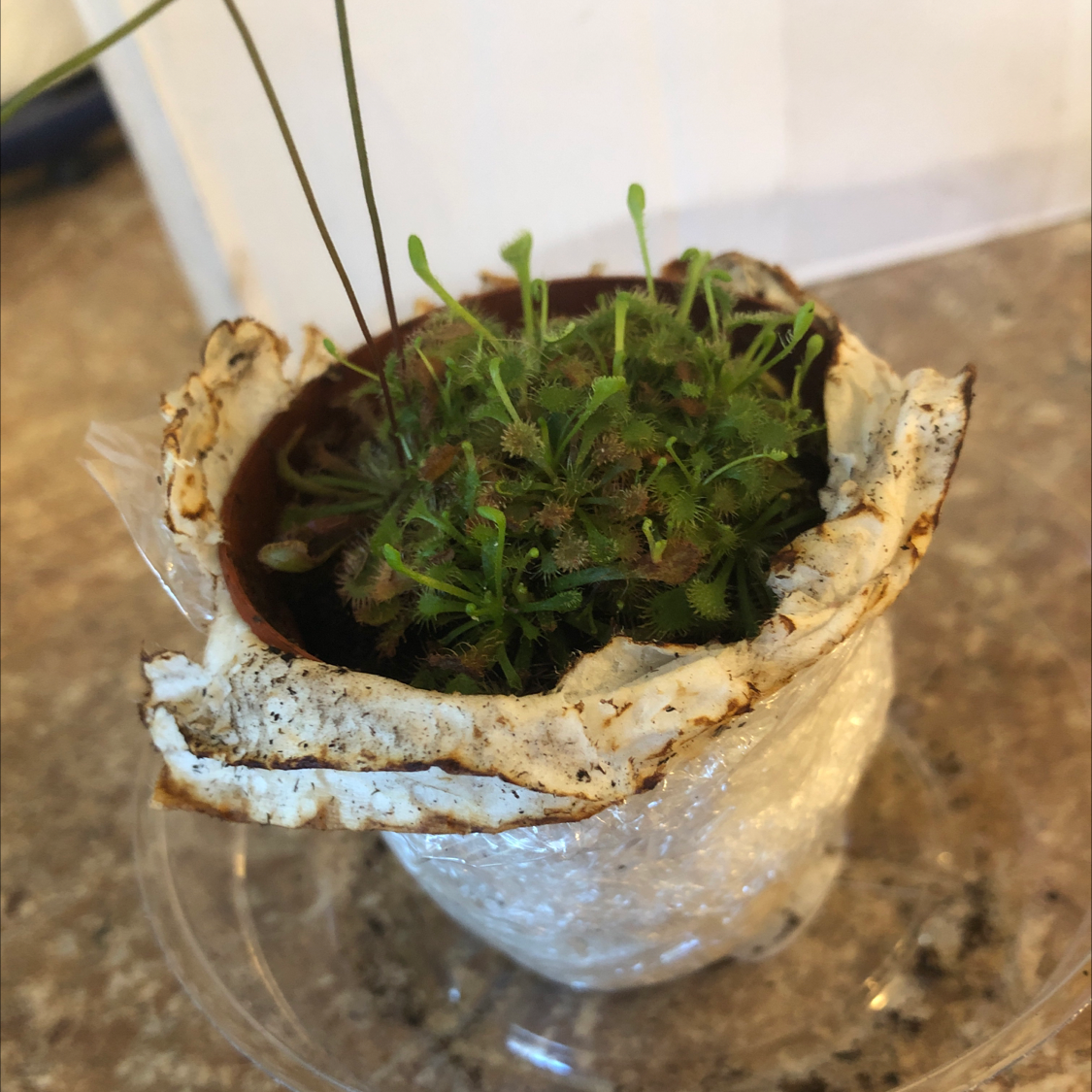 Spoon-Leaved Sundew plant in a small pot, appears healthy with no visible discoloration.