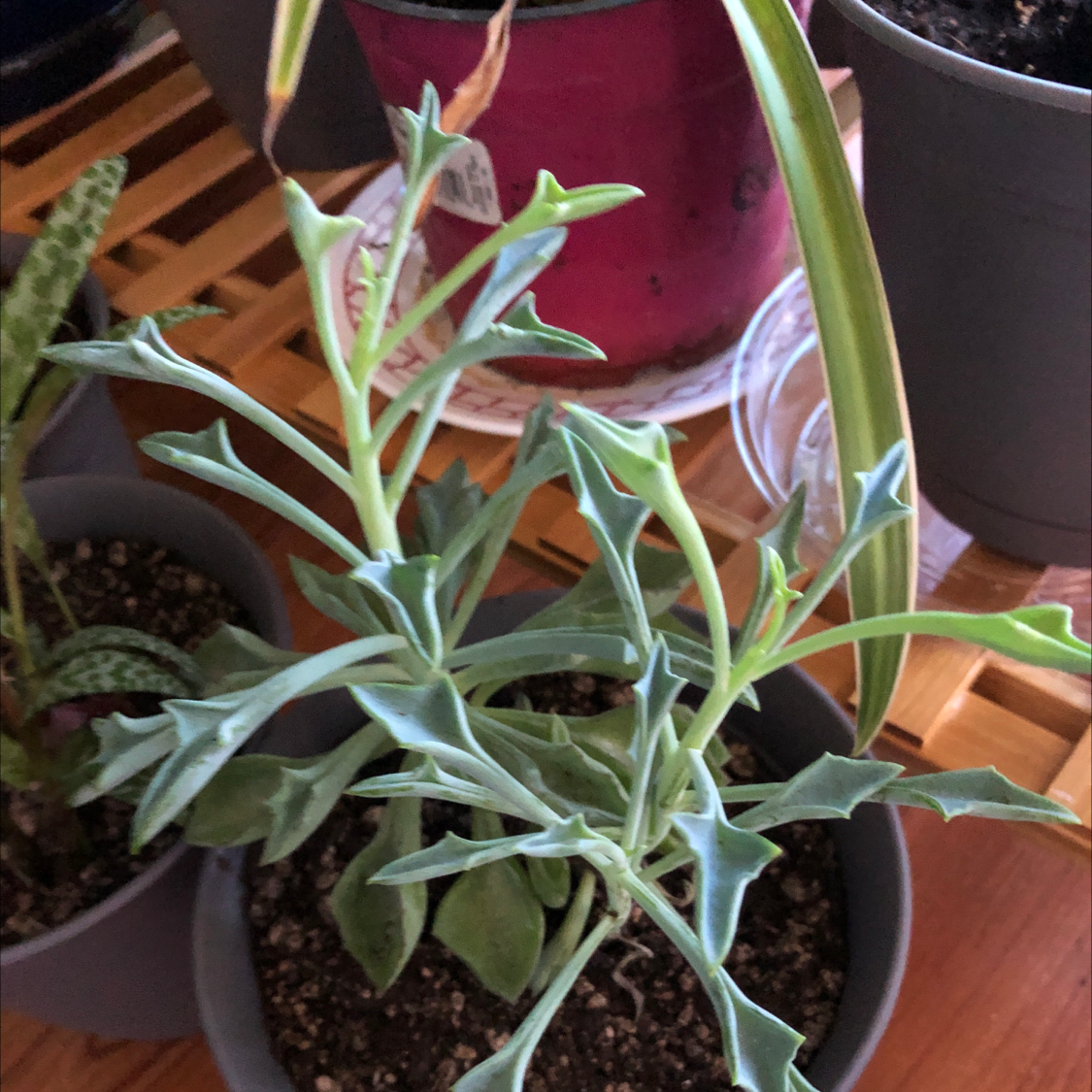 Candle Plant plant photo by @Risaree1957 named Dan on Greg, the plant care app.