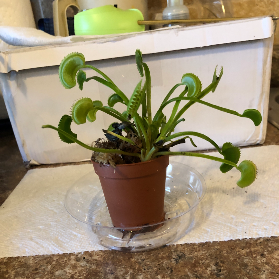 Red Piranha plant photo by @Risaree1957 named Zion on Greg, the plant care app.