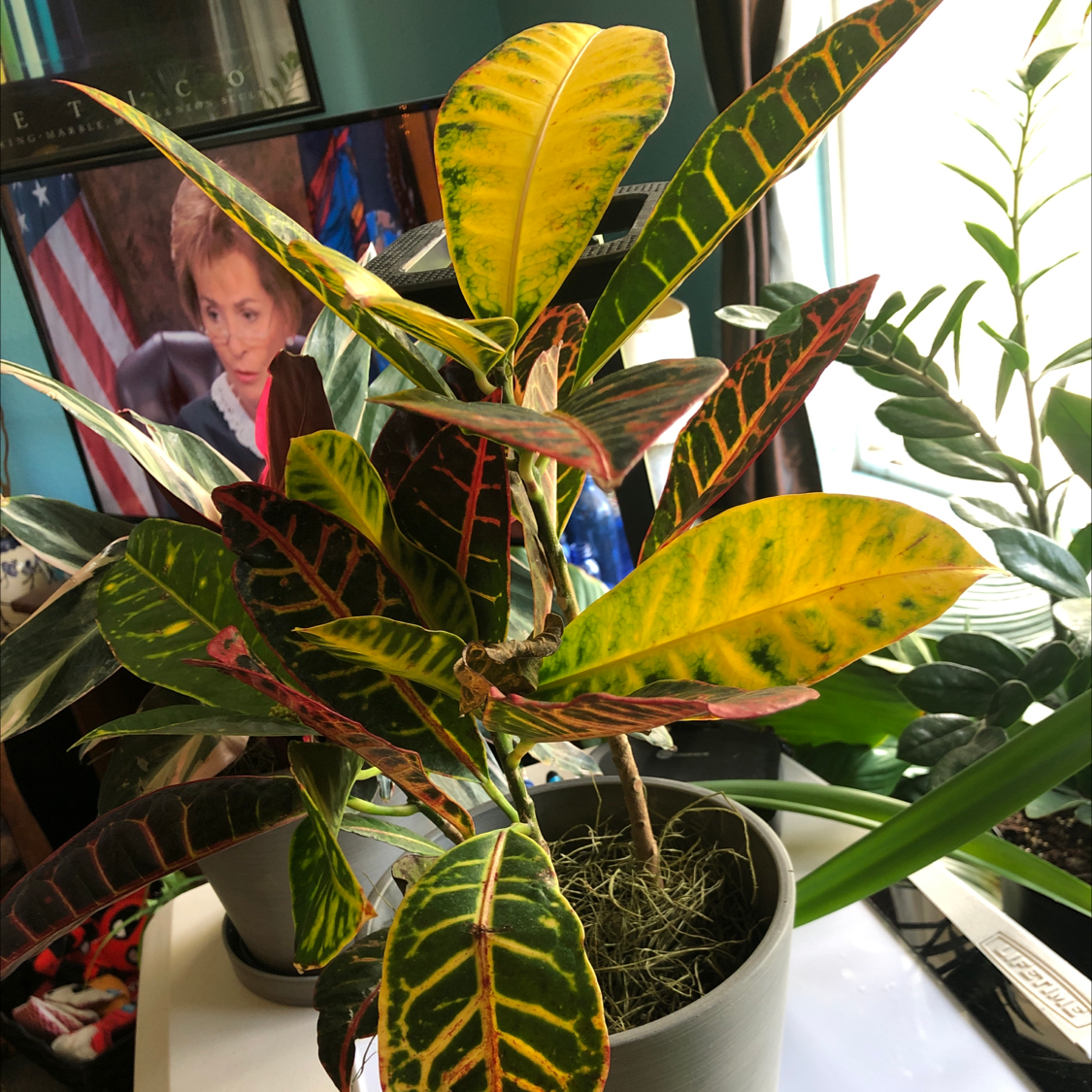 Croton 'Petra' plant photo by @Risaree1957 named Sproutacus on Greg, the plant care app.