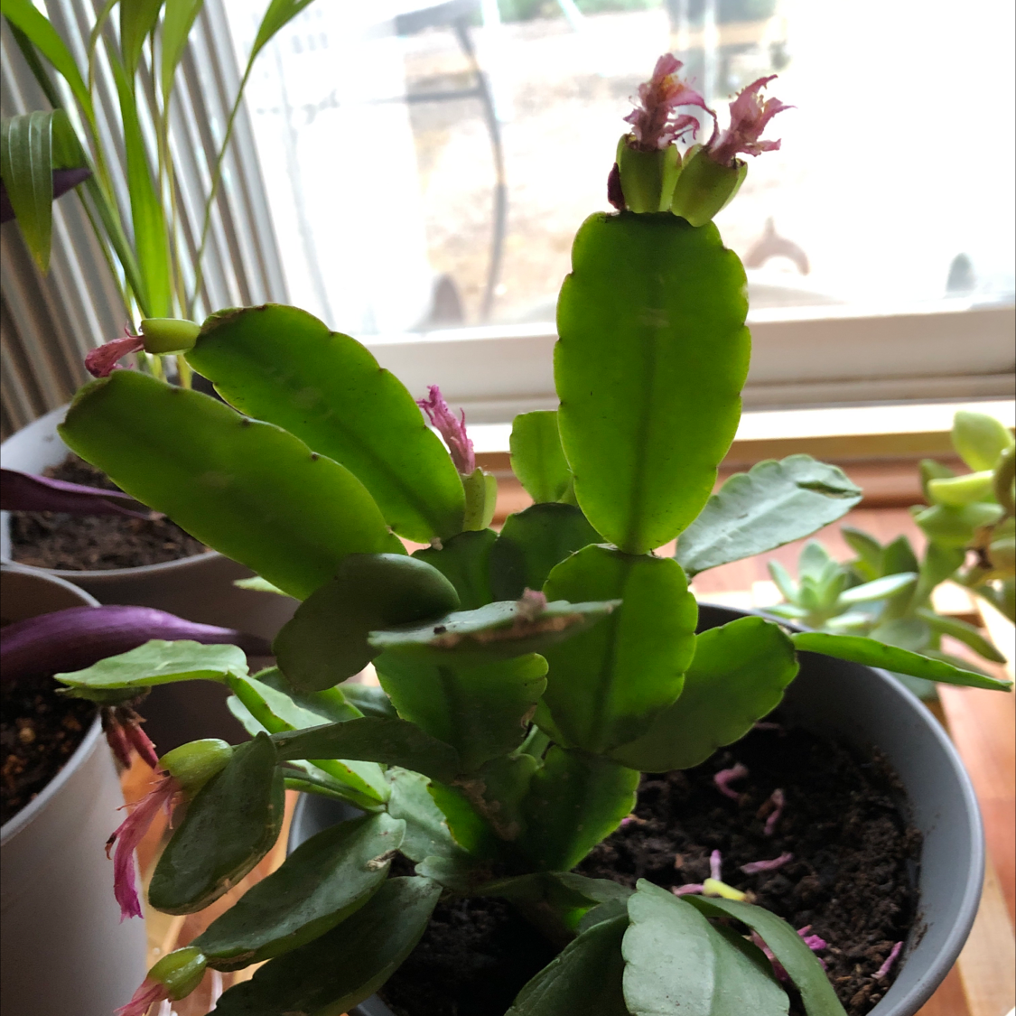 Easter Cactus plant photo by @Risaree1957 named Daphne on Greg, the plant care app.
