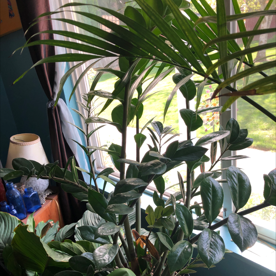 Zamioculcas Zamiifolia plant photo by @Risaree1957 named Leaf Erickson on Greg, the plant care app.