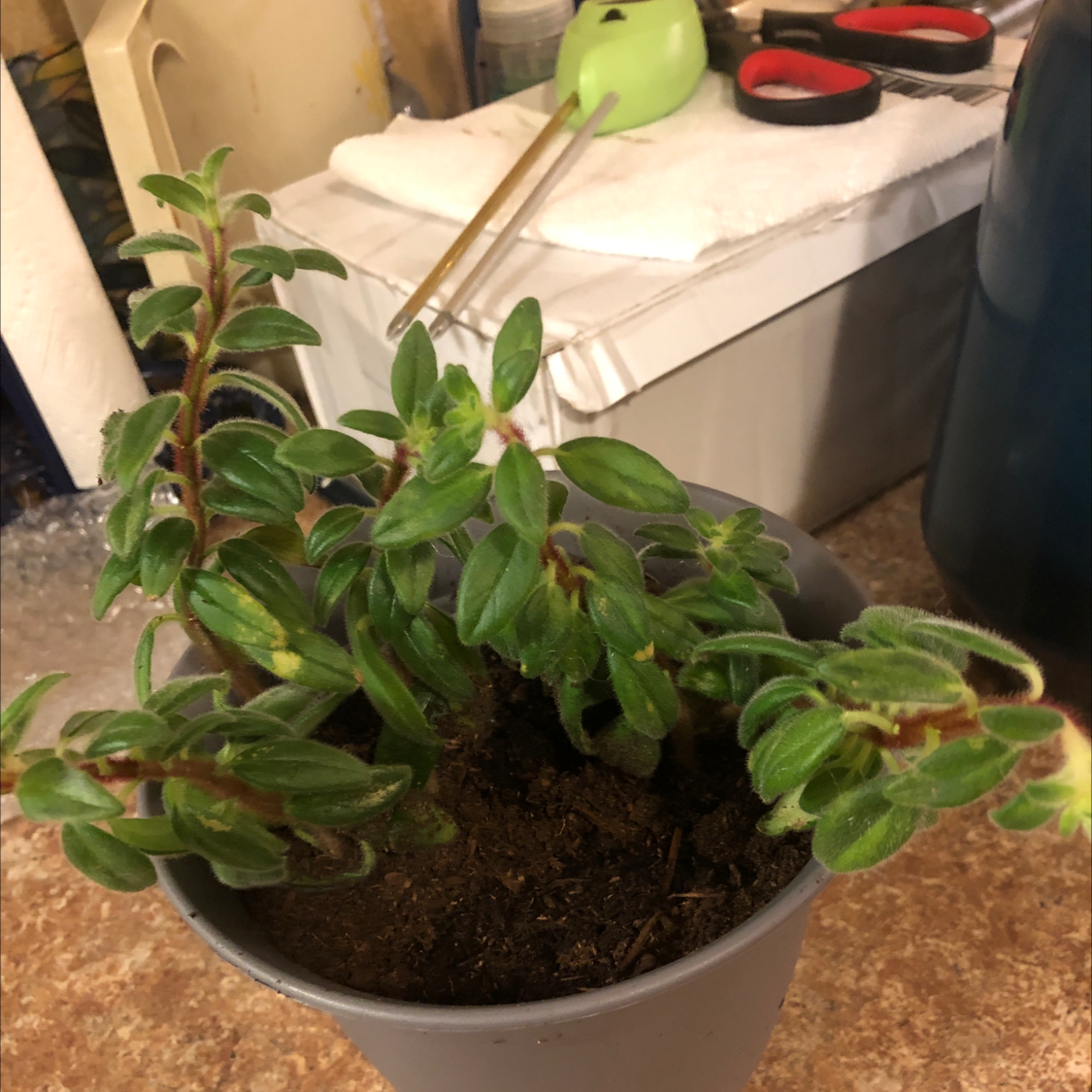 Goldfish Plant plant photo by @Risaree1957 named Xena on Greg, the plant care app.