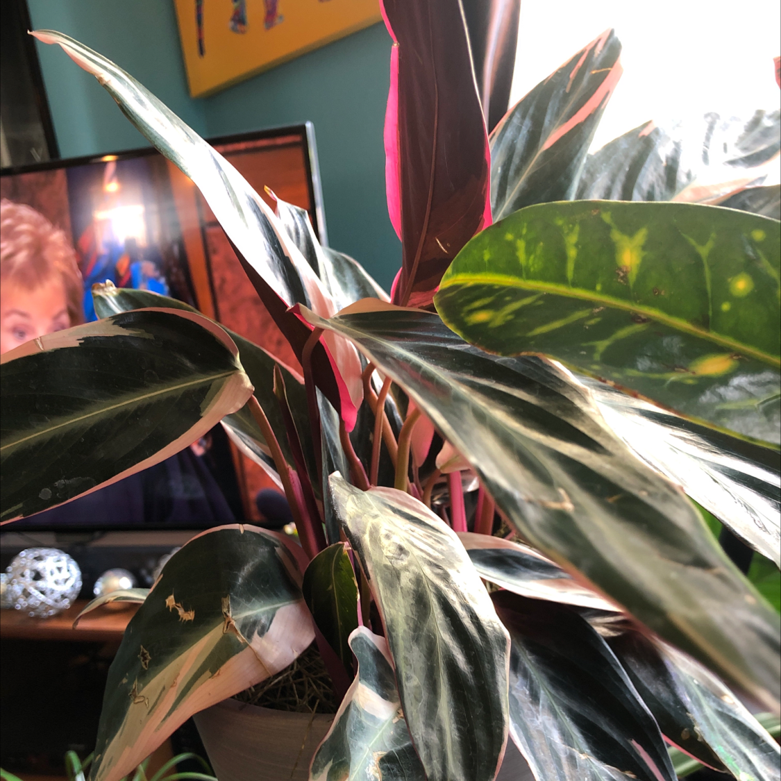 Triostar Stromanthe plant photo by @Risaree1957 named Naomi on Greg, the plant care app.