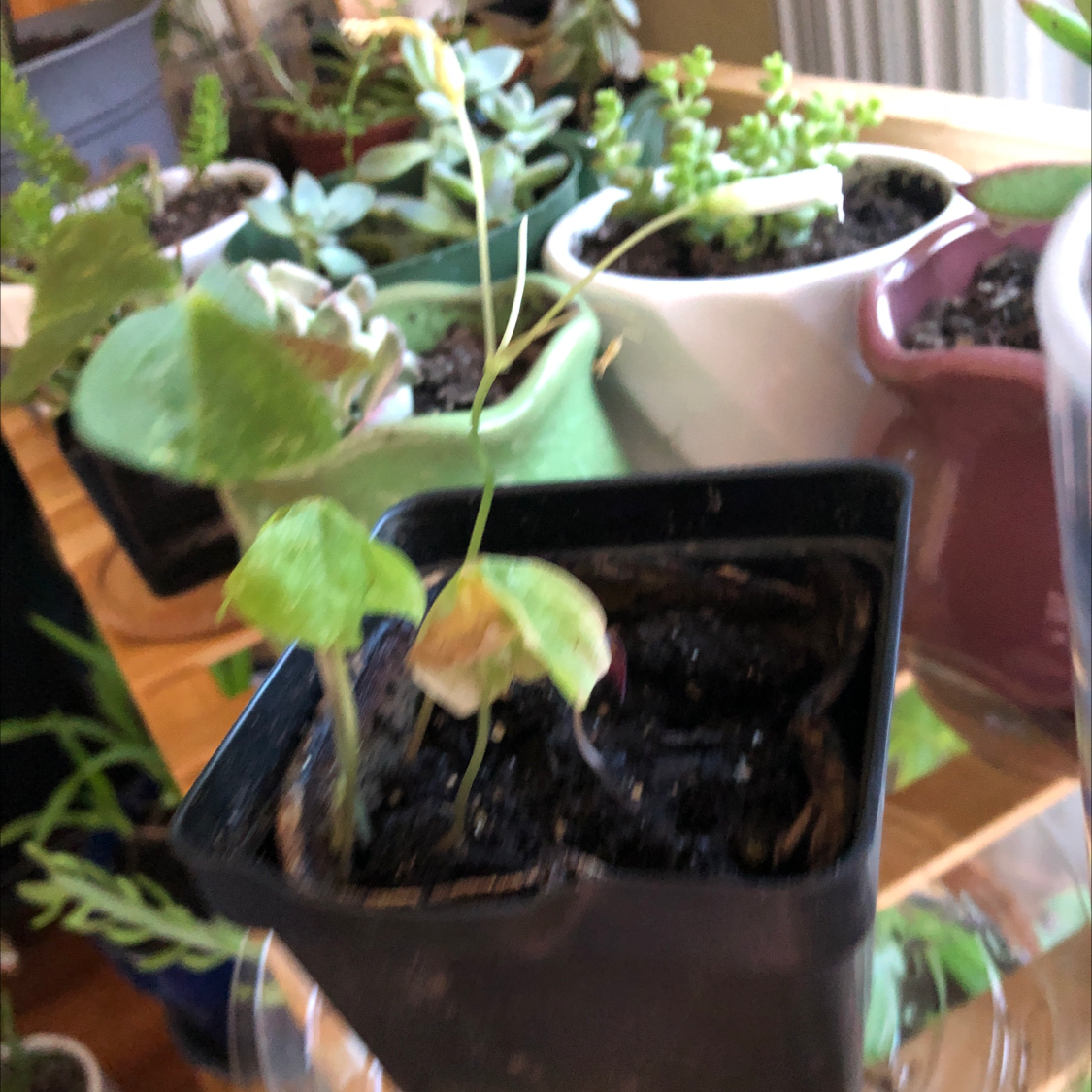 Purple Shamrocks plant photo by @Risaree1957 named Tiny on Greg, the plant care app.