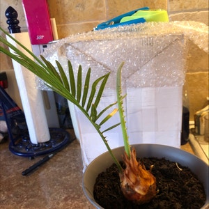 Sago Palm plant photo by @Risaree1957 named Duke on Greg, the plant care app.