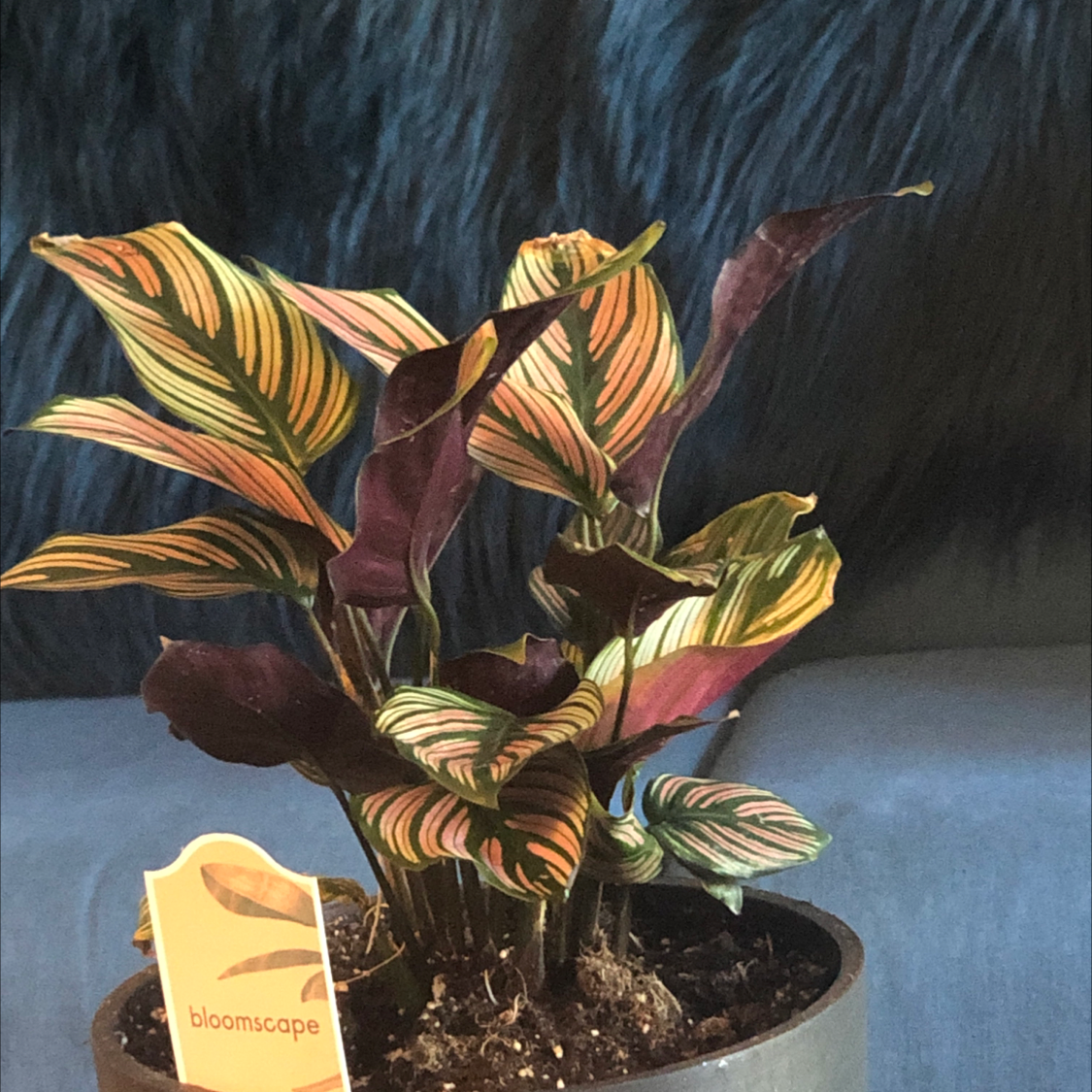 Photo of the plant species Calathea 'Beauty Star' by @Risaree1957 named Beauty Starr on Greg, the plant care app