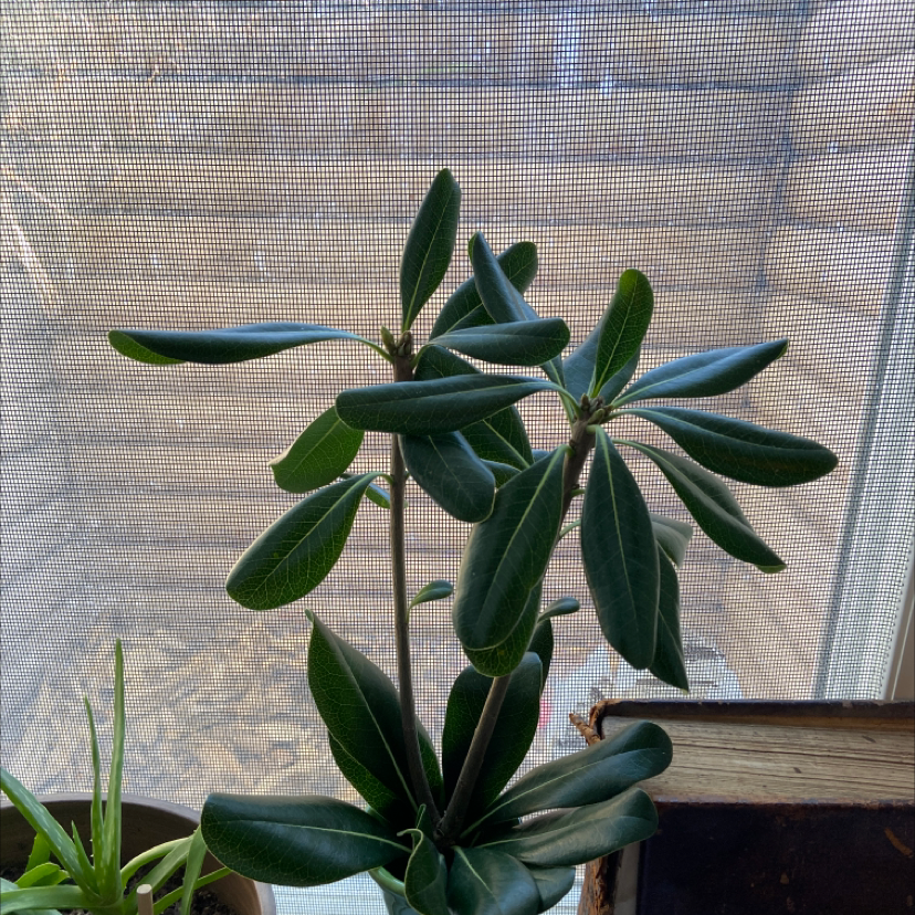 Japanese Cheesewood plant with dark green leaves, healthy appearance, mesh screen background.