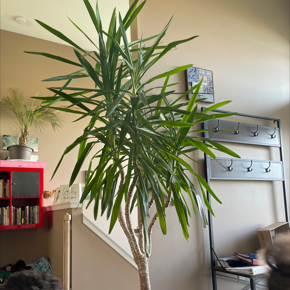 Blue-Stem Yucca plant photo by @Seedsinsoil named Big Bob on Greg, the plant care app.