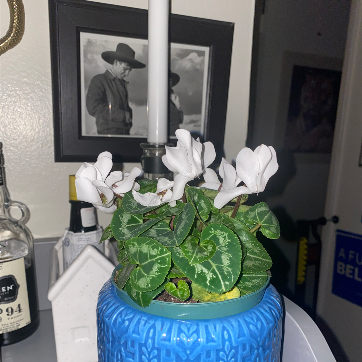 A healthy Persian Cyclamen plant with white flowers blooming in a blue ceramic pot, with black and white portraits in the background.