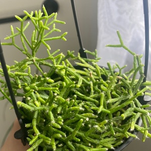 Hairy Stemmed Rhipsalis plant photo by @AggroResting named Ari on Greg, the plant care app.