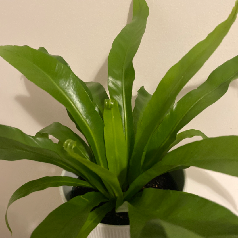Bird's Nest Fern plant photo by @AggroResting named Bird’s Nest Fern on Greg, the plant care app.