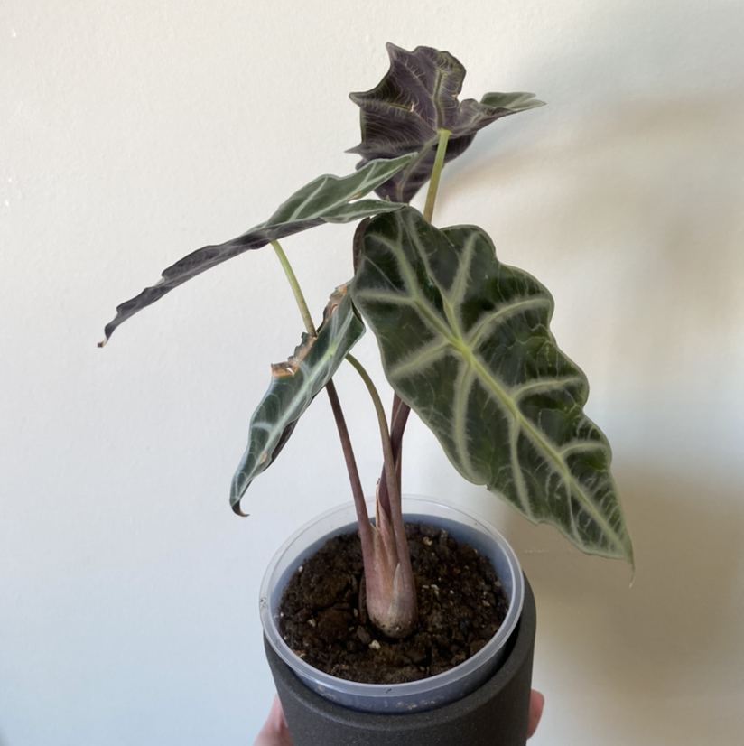 Alocasia Polly Plant plant photo by @AggroResting named Polly on Greg, the plant care app.