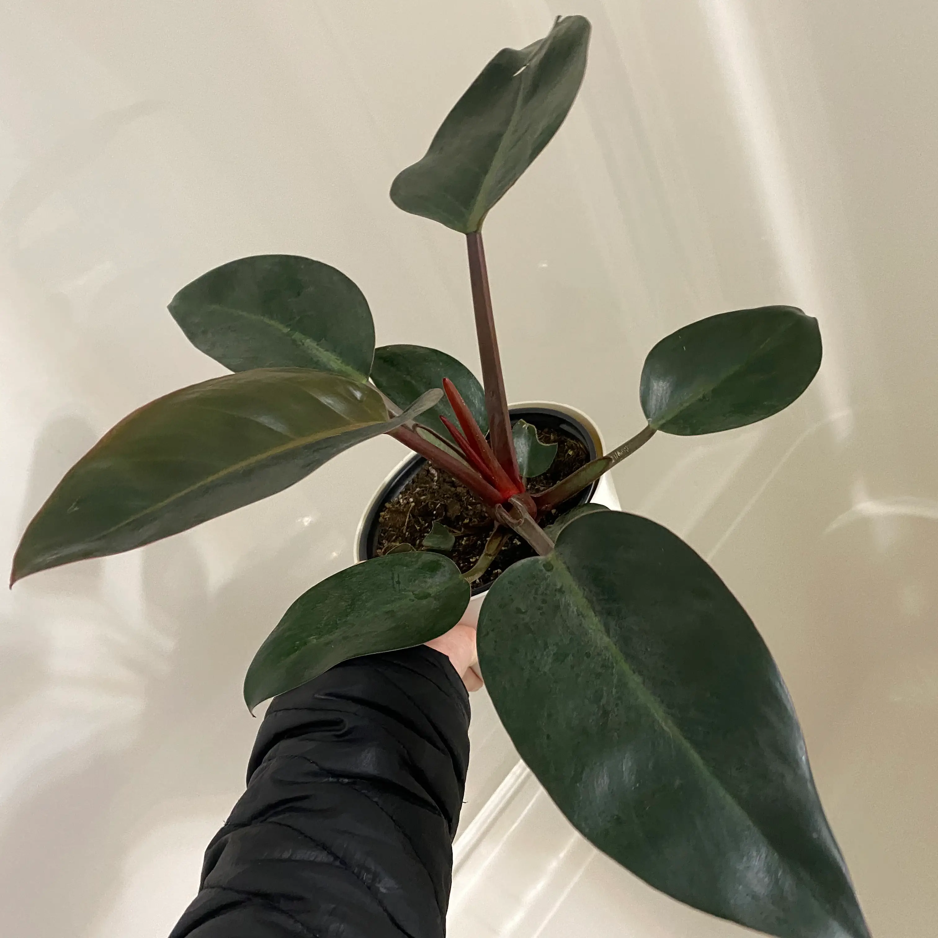 Philodendron 'Red Congo' plant with dark green leaves and red stems, held by a hand.