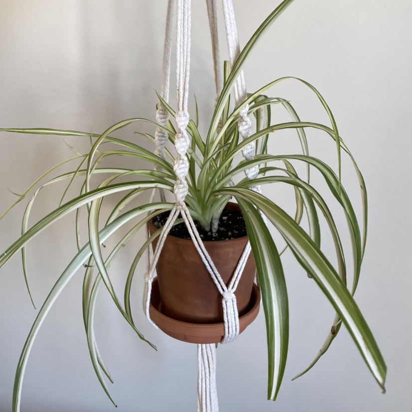 Photo of the plant species Spider Plant by @AggroResting named Spider Plant on Greg, the plant care app