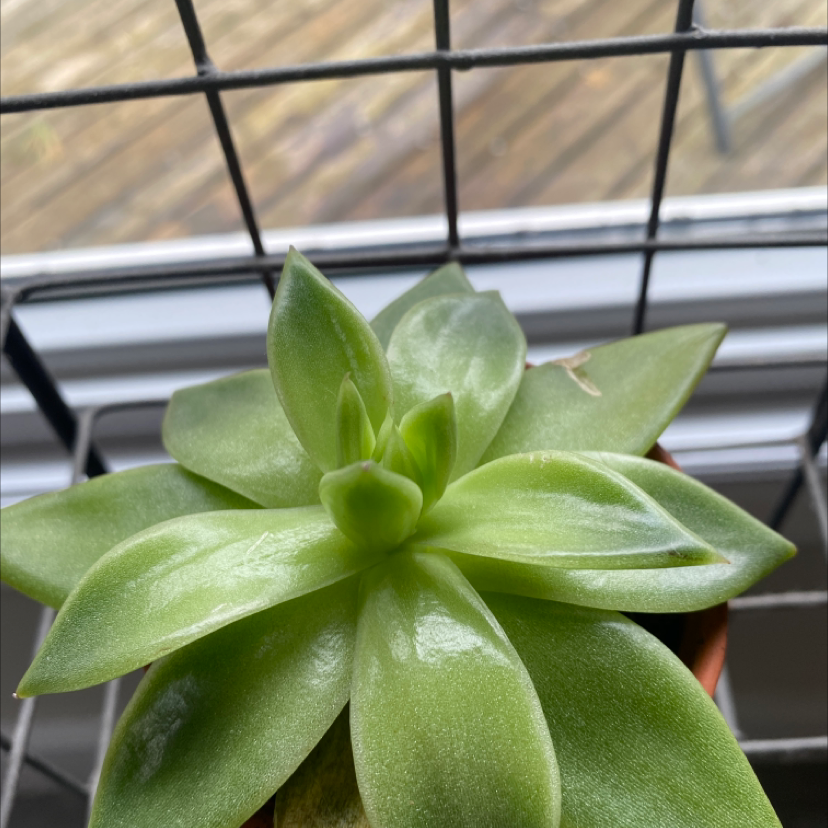 Lipstick Echeveria plant photo by @AggroResting named Succulent on Greg, the plant care app.