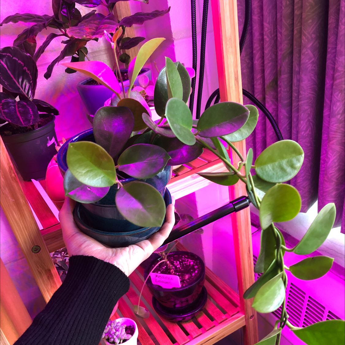 Photo of the plant species Waxvine by @Mariahmusic named Australis on Greg, the plant care app