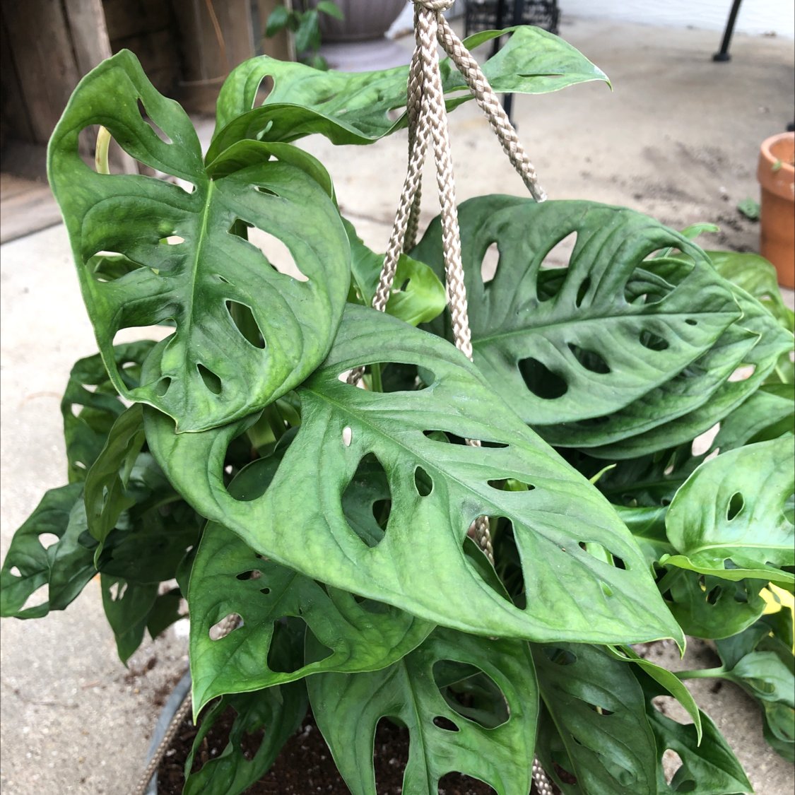 Swiss Cheese Vine plant photo by @Mariahmusic named Adansonii #2 on Greg, the plant care app.