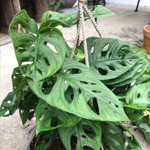 Swiss Cheese Vine plant photo by Mariahmusic named Adansonii #2 on Greg, the plant care app.