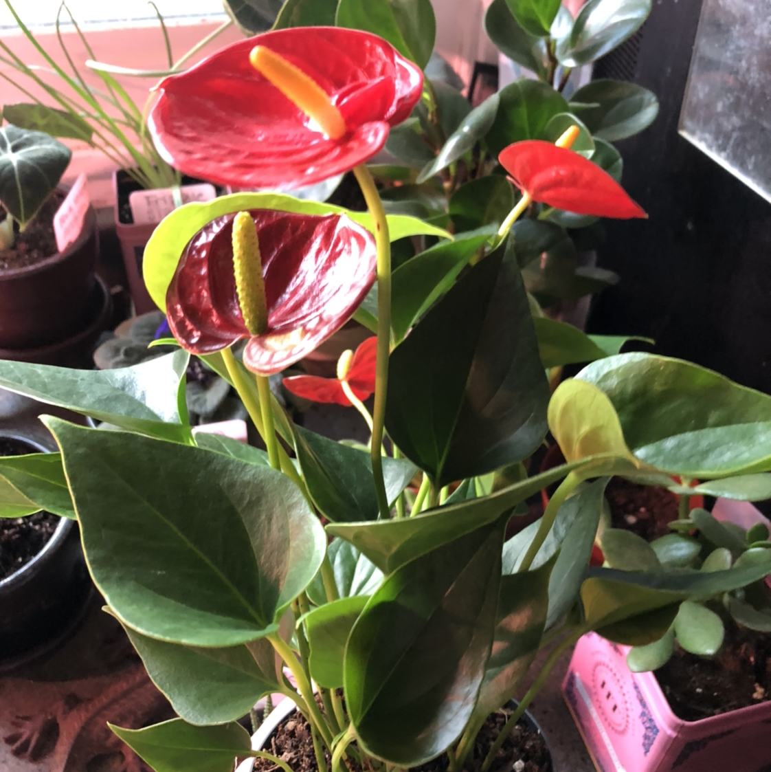 Painter's Palette plant photo by @Mariahmusic named Splash on Greg, the plant care app.
