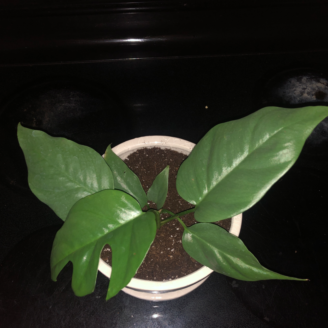 Mini Monstera plant photo by @Mariahmusic named Gilbert on Greg, the plant care app.