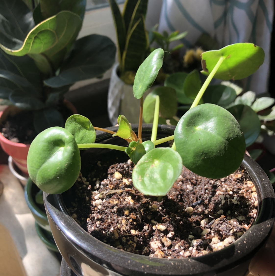 Chinese Money Plant plant photo by @Mariahmusic named Keanu Leaves on Greg, the plant care app.