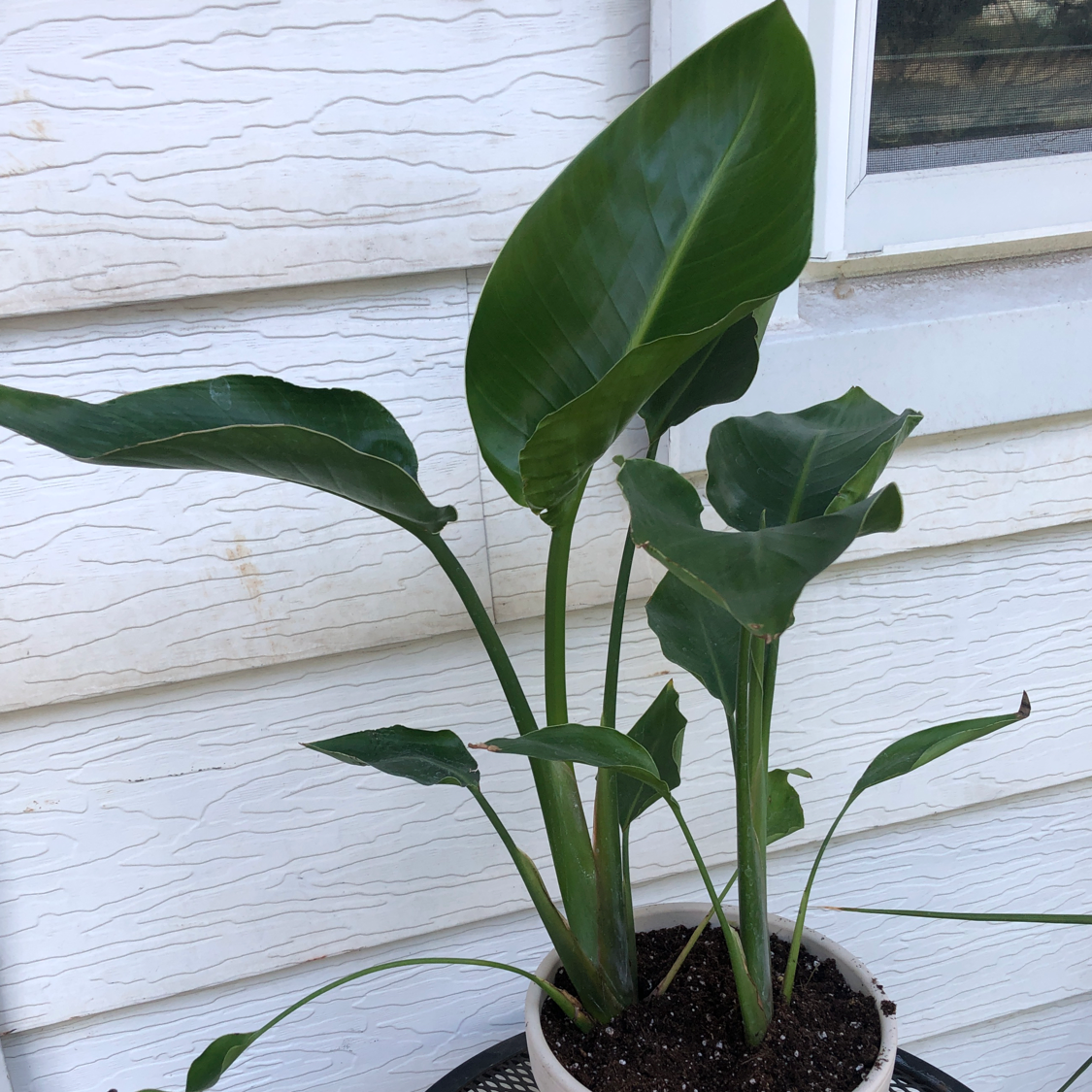 White Bird of Paradise plant photo by @Mariahmusic named Birdie on Greg, the plant care app.