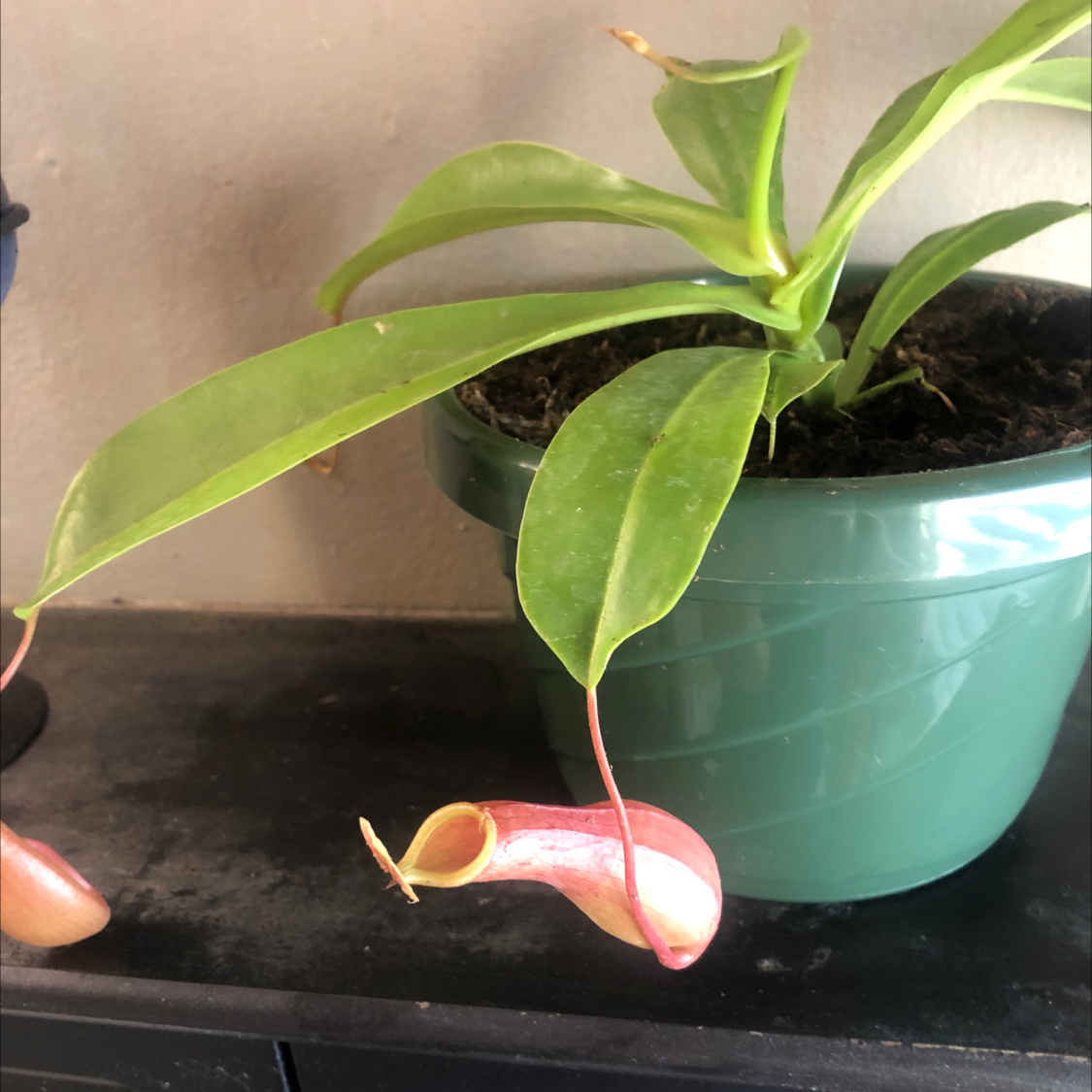 Tropical Pitcher Plant in a green pot with a visible pitcher and healthy green leaves.