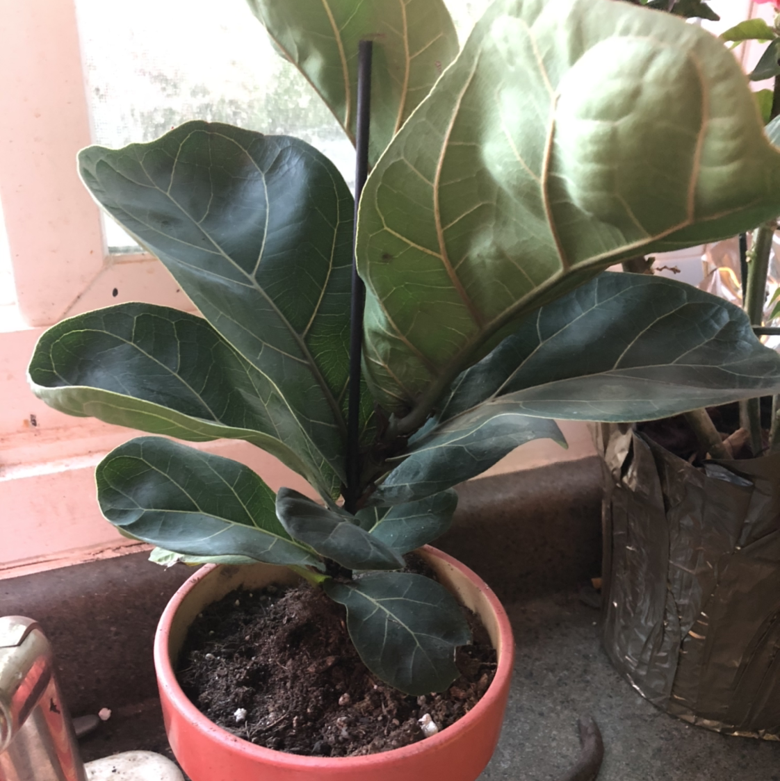 Fiddle Leaf Fig plant photo by @Mariahmusic named Bert on Greg, the plant care app.