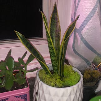 Snake Plant plant in Milwaukee, Wisconsin