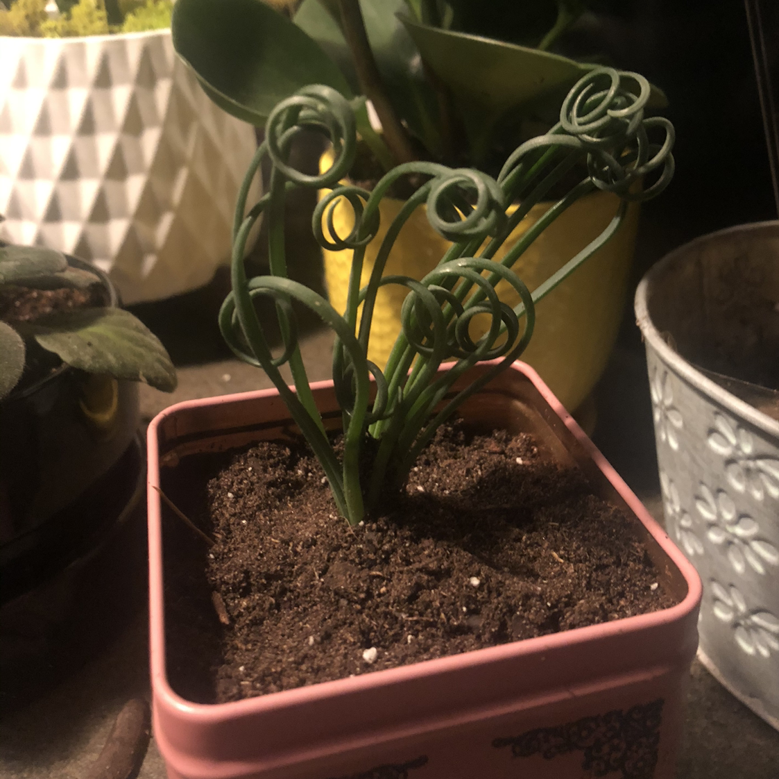 Albuca Spiralis plant photo by @Mariahmusic named Frizzy on Greg, the plant care app.