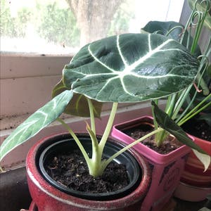 Black Velvet Alocasia plant photo by Mariahmusic named Rhiannon on Greg, the plant care app.