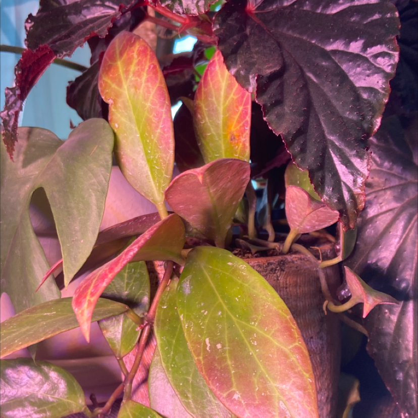 Hoya 'Sunrise' plant with red and green leaves in a pot, visible soil.