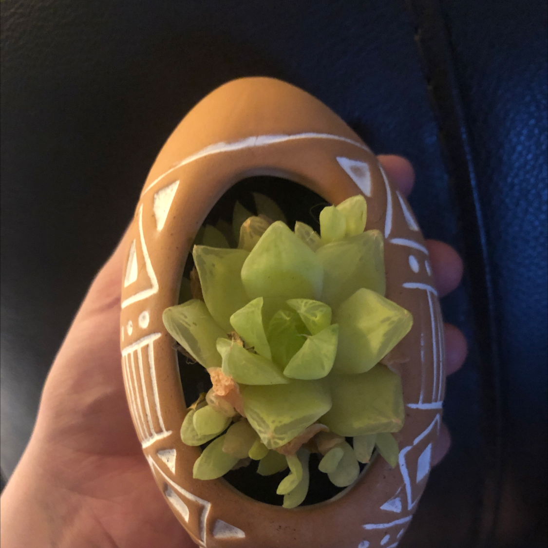 Photo of the plant species Variegated Cathedral Window Haworthia by @Mariahmusic named Sunny on Greg, the plant care app