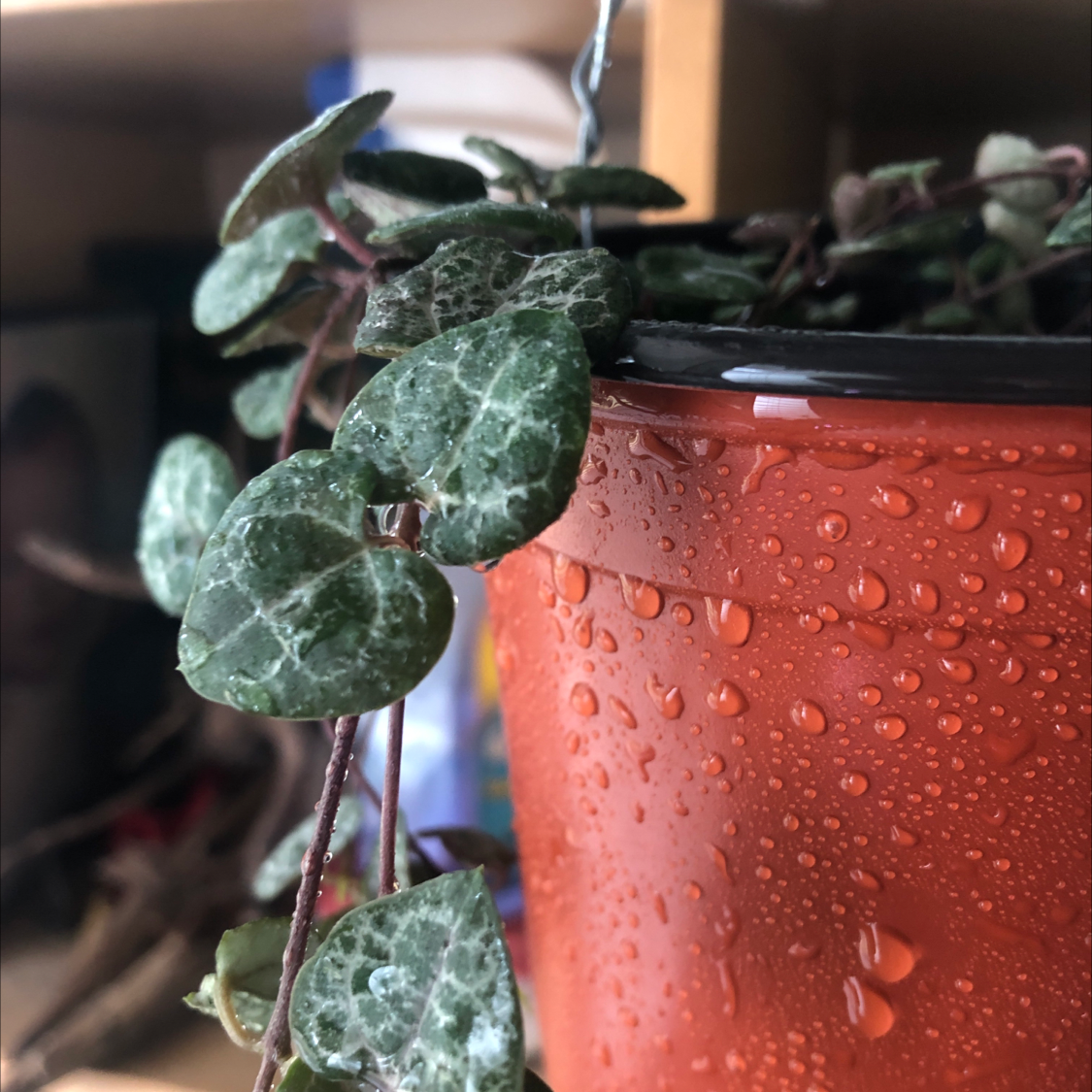 Chain of Hearts plant photo by @Mariahmusic named Lola on Greg, the plant care app.