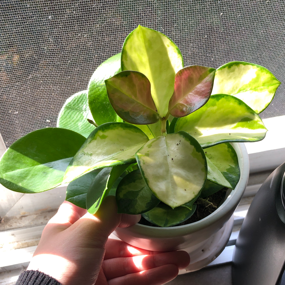 Photo of the plant species Waxvine by @Mariahmusic named Pinkie on Greg, the plant care app