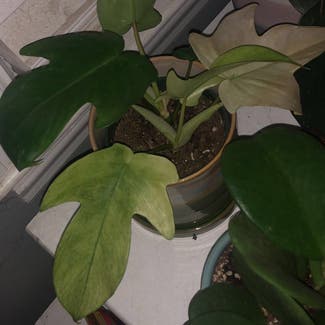 Philodendron 'Florida Ghost' plant in Milwaukee, Wisconsin