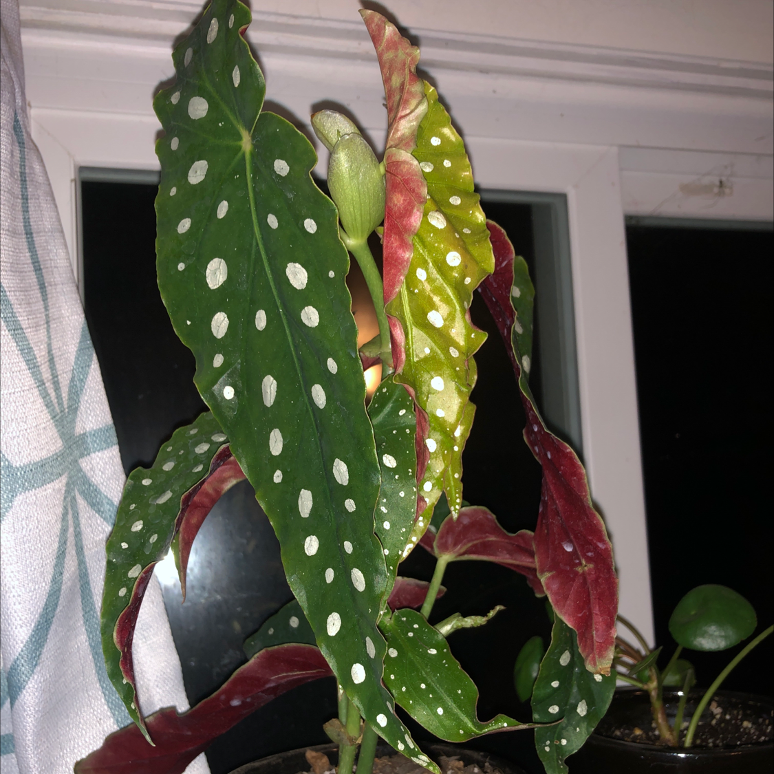Polka Dot Begonia plant photo by @Mariahmusic named Roxie on Greg, the plant care app.