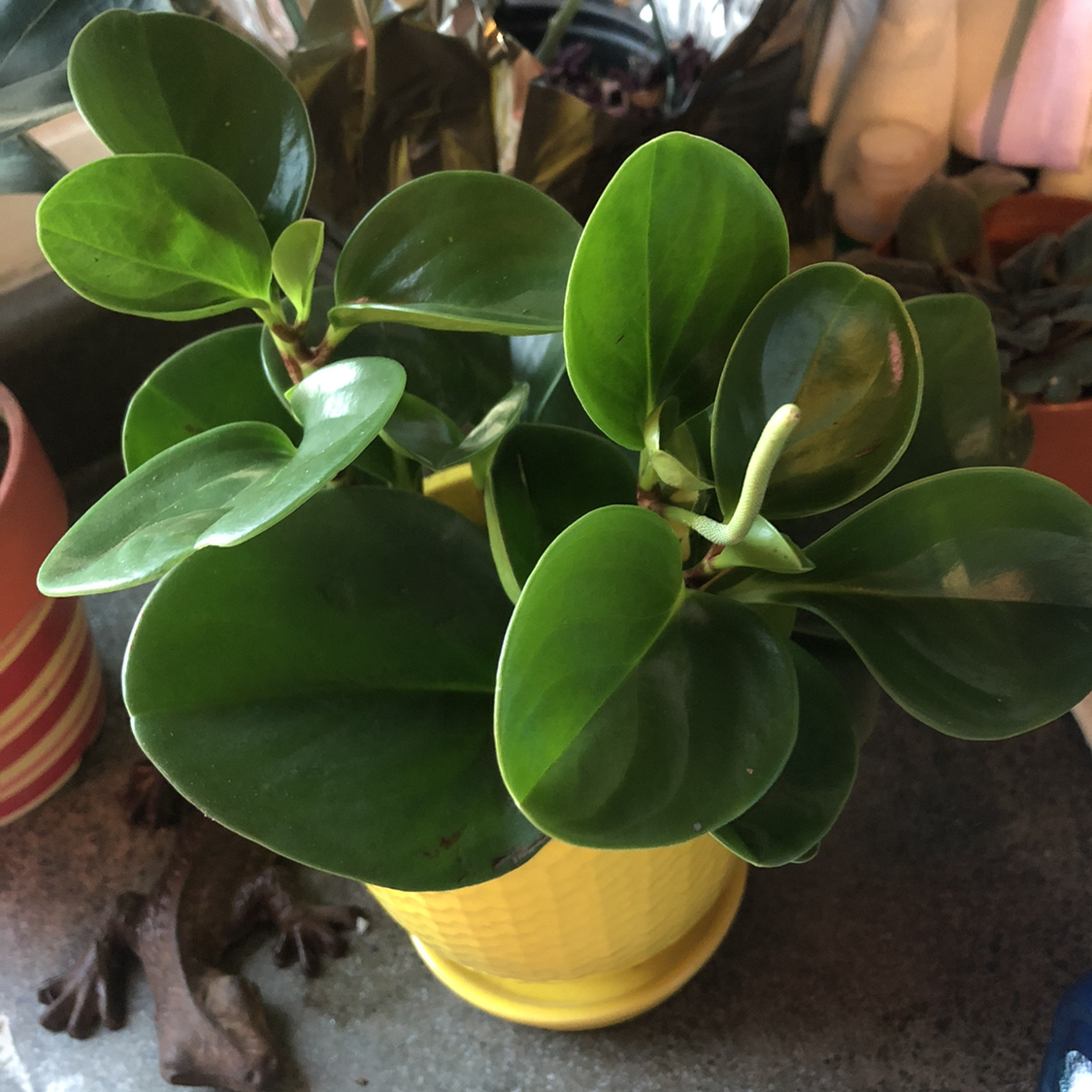 Baby Rubber Plant plant photo by @Mariahmusic named Ernie on Greg, the plant care app.