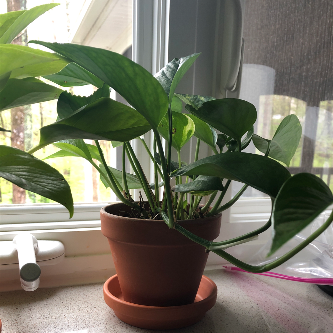 Potted Hawaiian Pothos plant on a windowsill with vibrant green leaves.