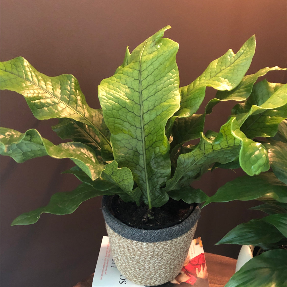 Healthy Crocodile Fern in a pot with vibrant green leaves.