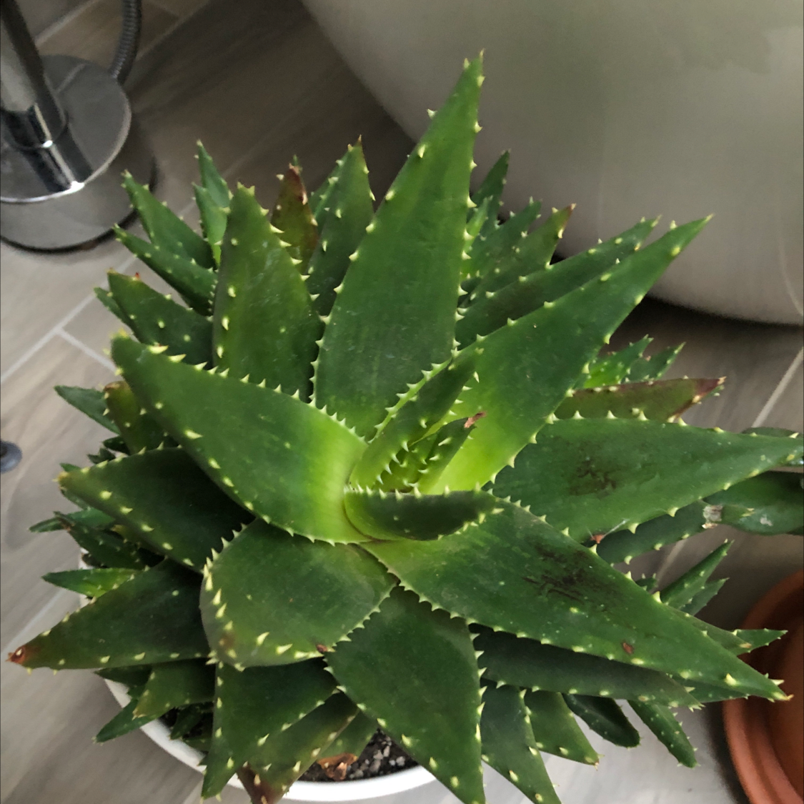 Short-Leaved Aloe plant with healthy green leaves and minor brown spots.