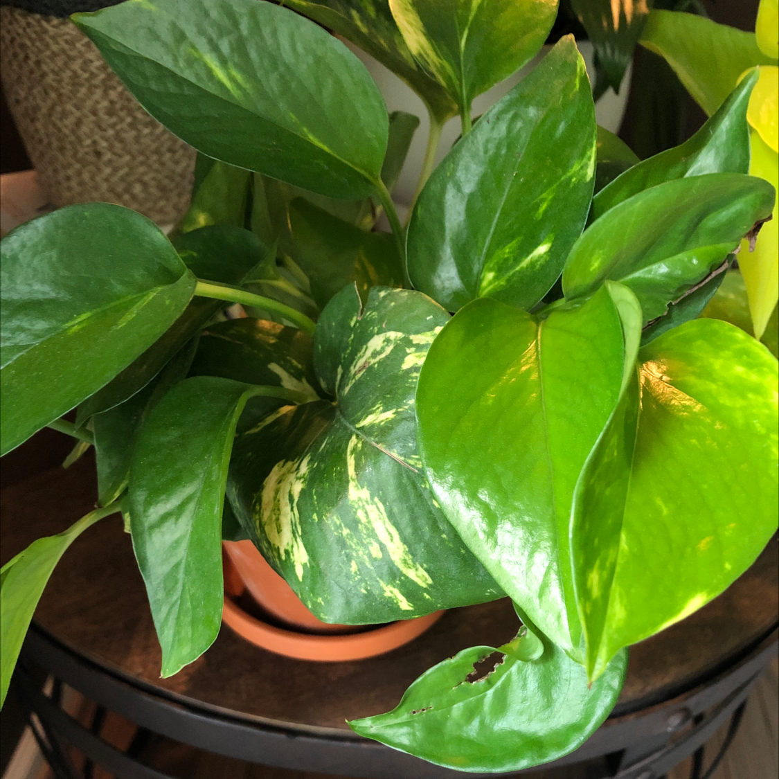 Hawaiian Pothos plant with vibrant green and variegated leaves, minor leaf damage visible.