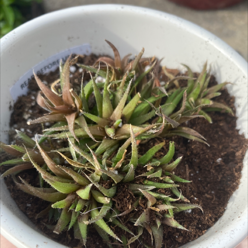 Blushing Bride Air Plant plant photo by @Catplant02 named Bodhi on Greg, the plant care app.