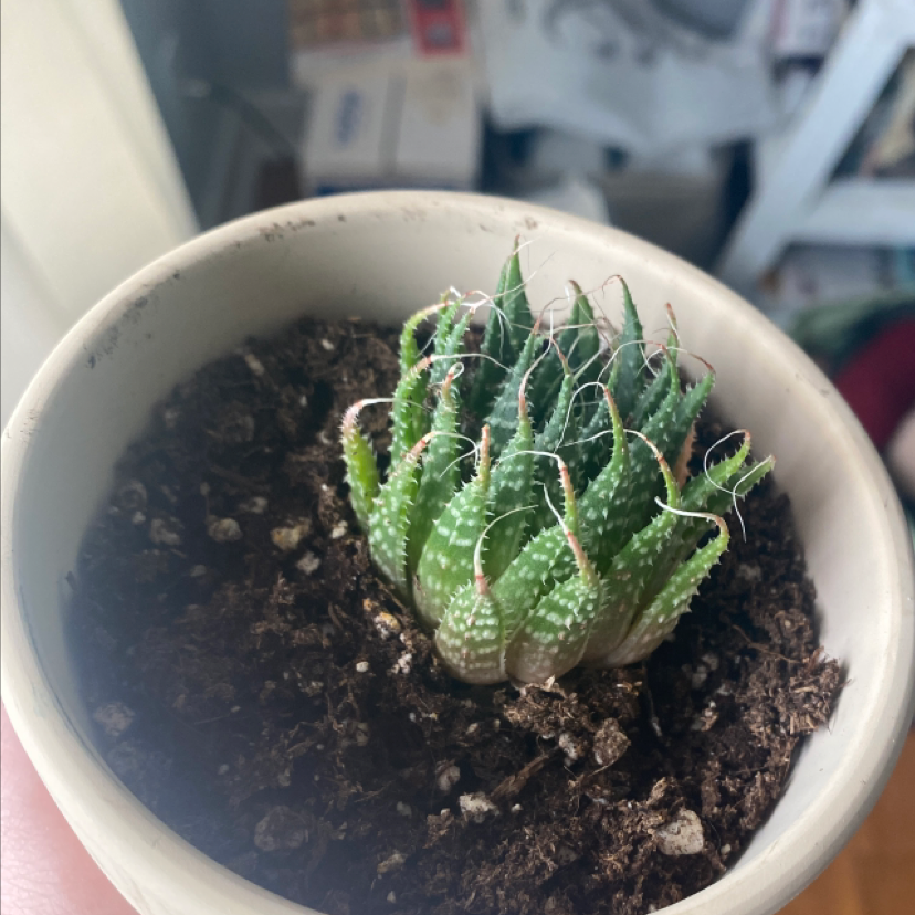Aloe Aristata plant photo by @Catplant02 named Raine on Greg, the plant care app.