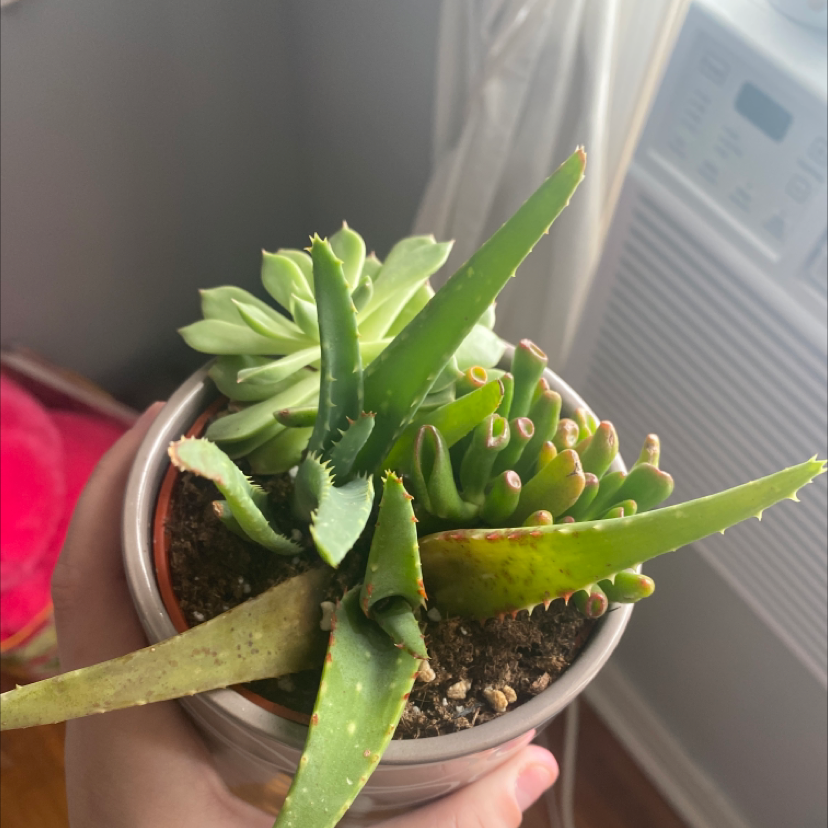 Aloe vera plant photo by @Catplant02 named Mona on Greg, the plant care app.