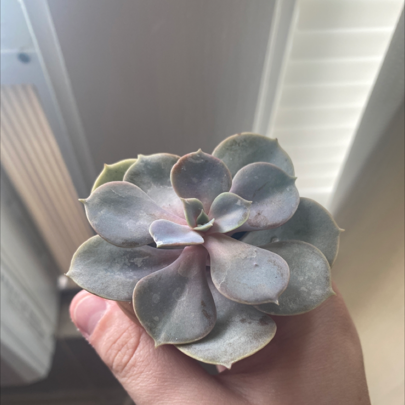 Mexican Snowball plant photo by @Catplant02 named Sahara on Greg, the plant care app.